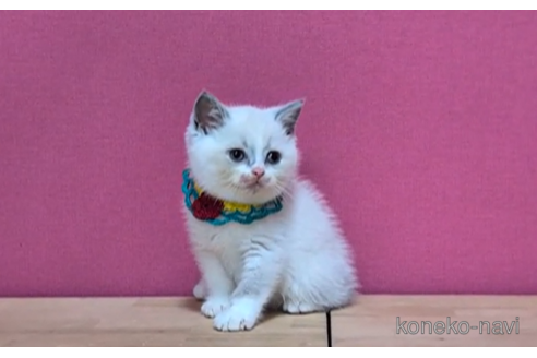 成約済の東京都のブリティッシュショートヘア-102271の6枚目